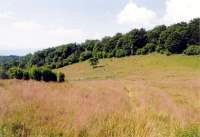 pieniny51.jpg