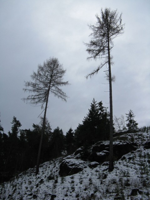 Nedvezi_2009_07.jpg